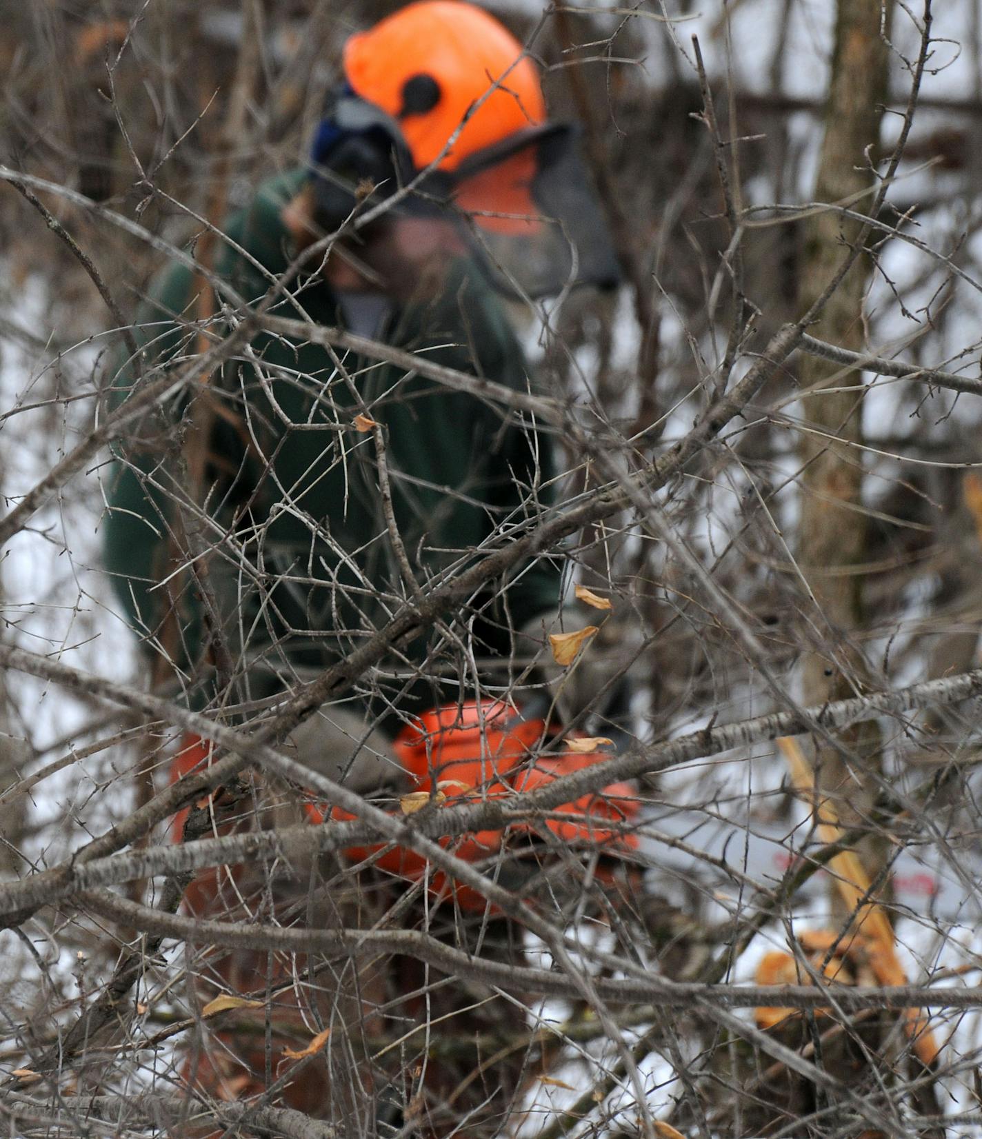 Andy Houston wielded a chain saw against a thicket of buckthorn. The city of Burnsville got a $78,000 DNR grant, which "lets us get a good hold on the invasive plants," said a city official.