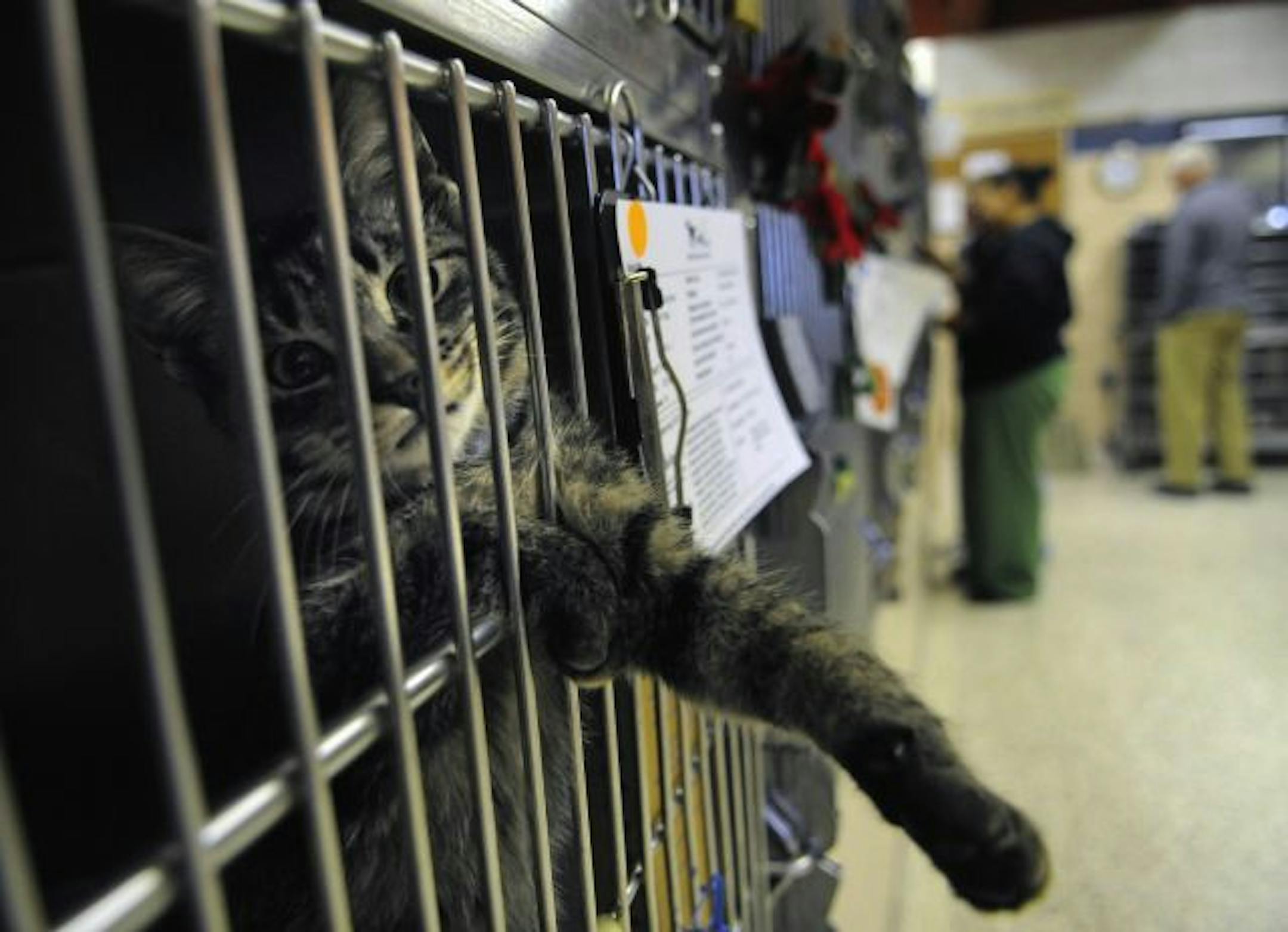 How could anyone resist this kitten at the Animal Humane Society in Golden Valley that seemed to want to play? But only about half the cats that come in each year are placed for adoption, something the Humane Society wants to change.