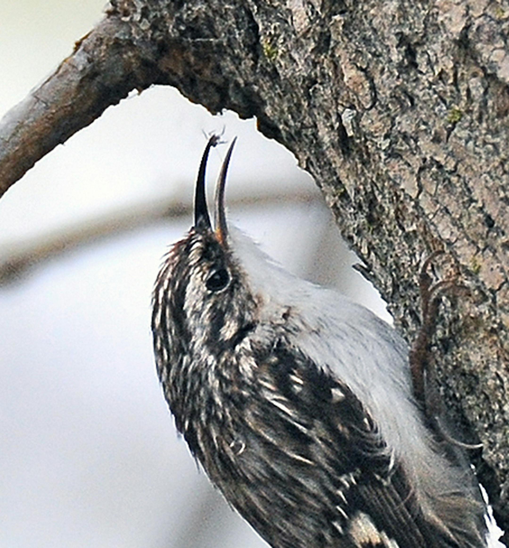 creeper finds a spider credit: Jim Williams, special to the Star Tribune
