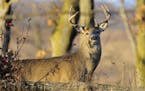 When bucks respond to antler rattling they almost always circle downwind to try to catch the scent of the bucks supposedly fighting. ONE-TIME USE ONLY