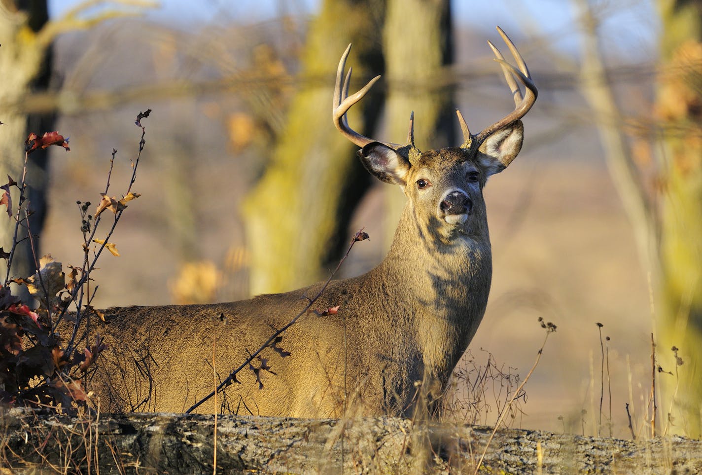 When bucks respond to antler rattling they almost always circle downwind to try to catch the scent of the bucks supposedly fighting. ONE-TIME USE ONLY