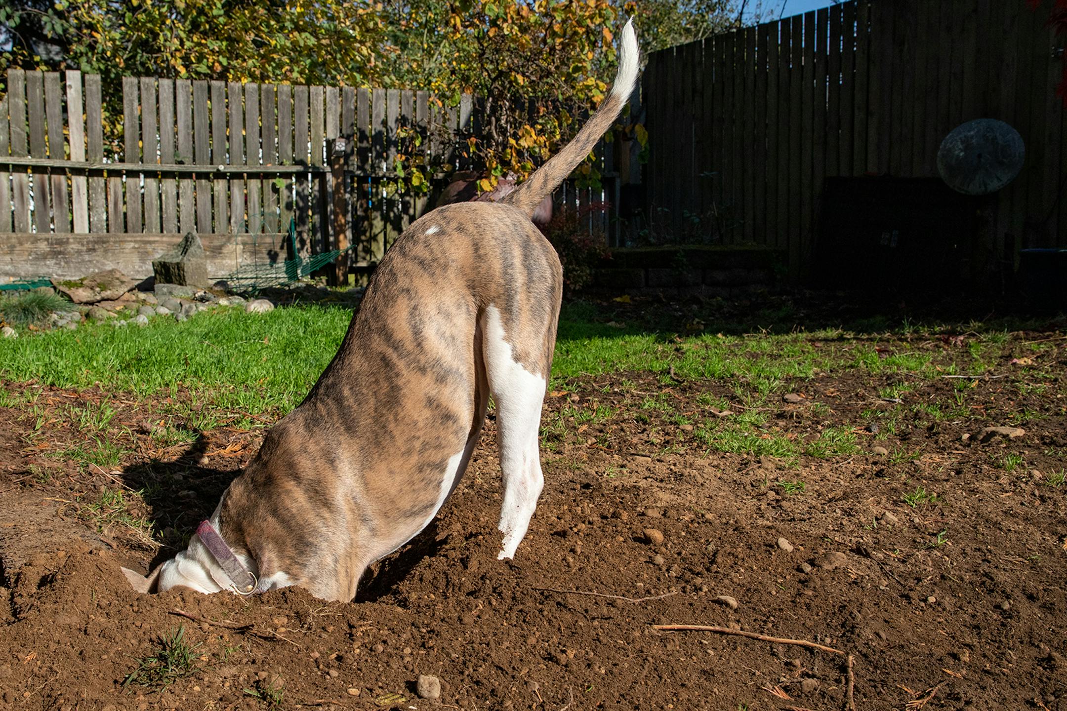With a little time and preparation, you can teach your dog not to dig.