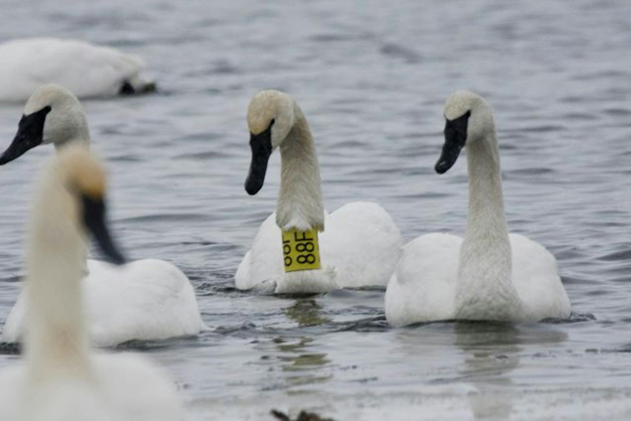 Swan 88F located his mate on the St. Croix River near Hudson, Wis., where a flock spends the winter.