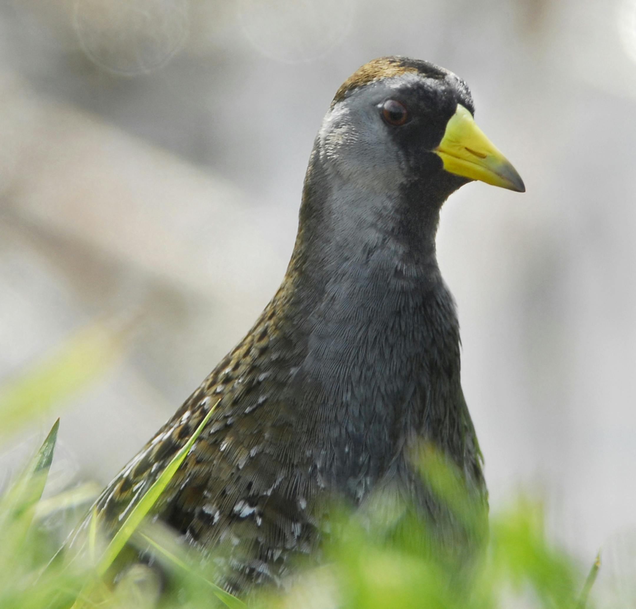 The Sora is the most common and widespread rail in North America.
Photo by Jim Williams