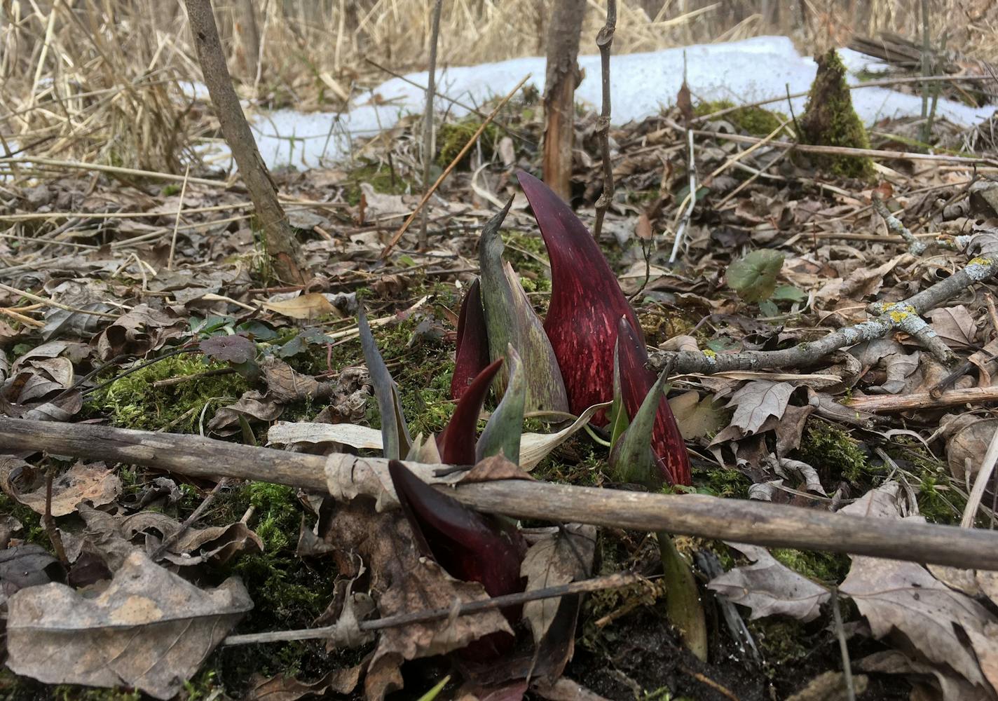 Skunk cabbage at Interstate State Park.