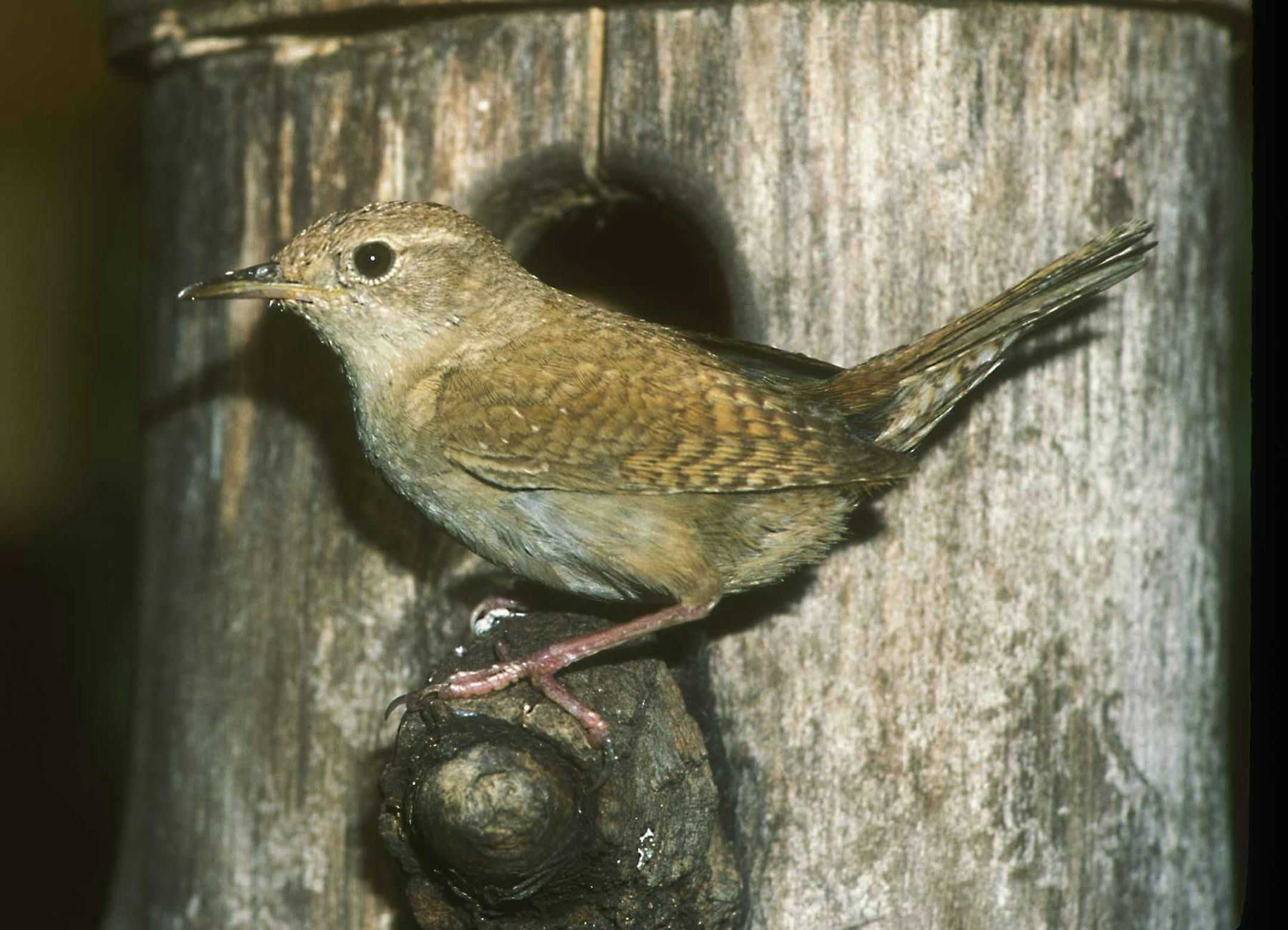 Photo by Carrol Henderson. A house wren in a homemade nesting box.