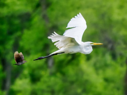 A great egret in flight followed immediately behind by the much smaller red-winged blackbird.