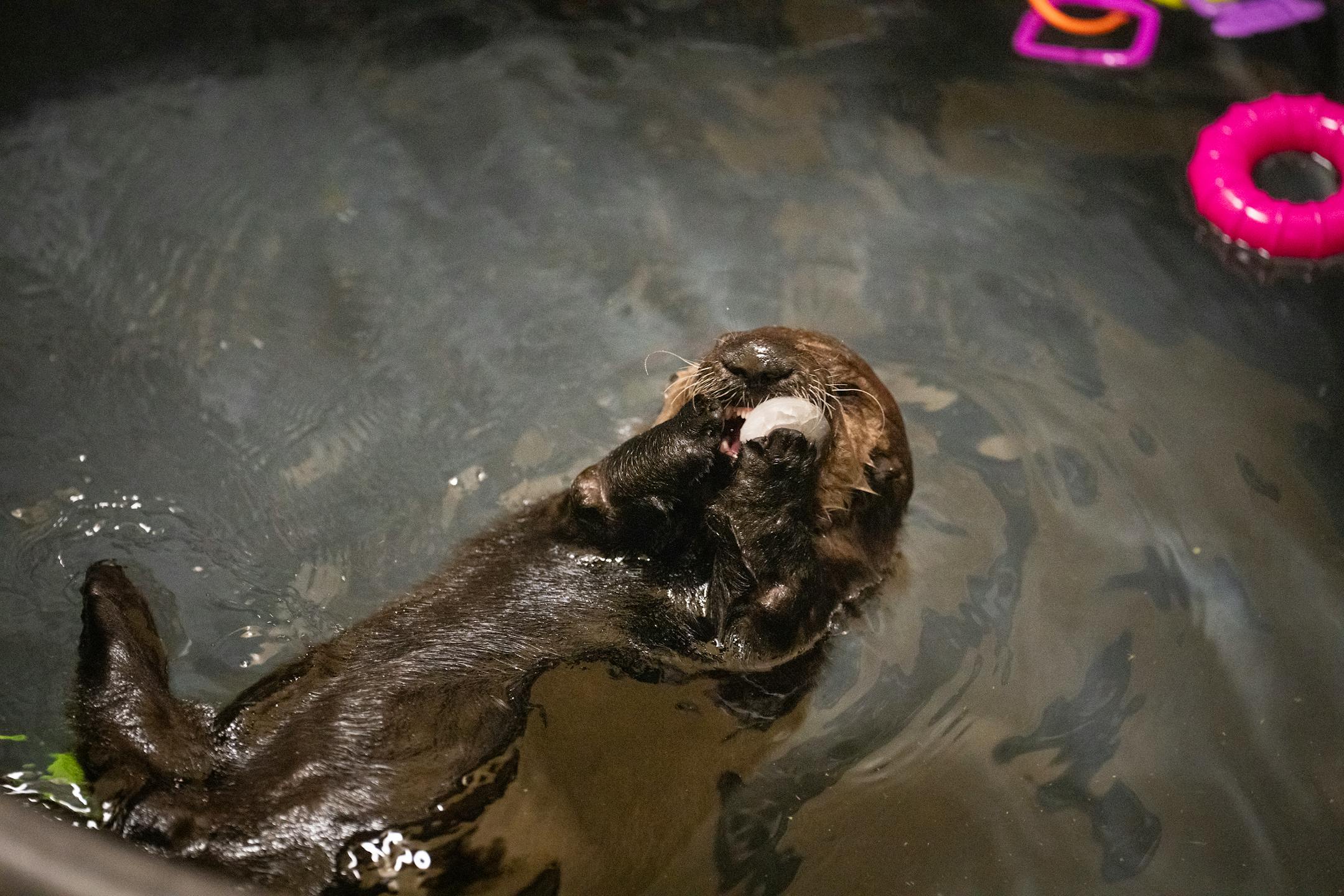 Nuka holds on to and bites an ice cube while swimming in her pool at the Minnesota Zoo in Apple Valley, Minn., on Wednesday, Oct. 25, 2023.