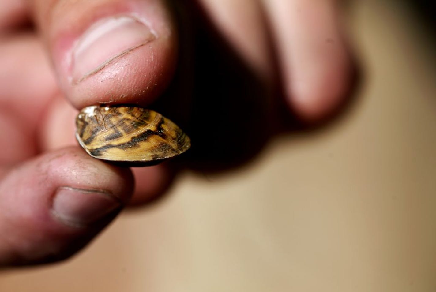 A Minnesota Department of Natural Resources representative holds a zebra mussel at the North Arm Public Boat Access in Orono July 11, 2012. A new pilot program at the county-operated launch--one of the five busiest boat launches on Lake Minnetonka--is using new signs and dedicated boat check space to see if more boaters will properly check their watercraft.