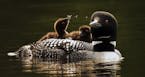 A mother loon and her two babies, cruised the waters of Lake Elora in St. Louis County shortly after they hatched and left their nest. Many loons in N
