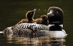 A mother loon and her two babies, cruised the waters of Lake Elora in St. Louis County shortly after they hatched and left their nest. Many loons in N