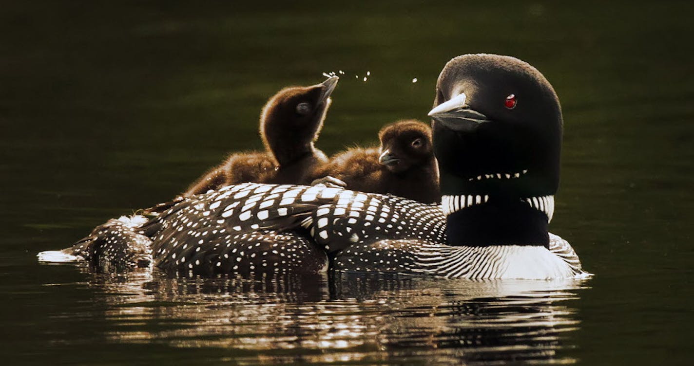 A mother loon and her two babies, cruised the waters of Lake Elora in St. Louis County shortly after they hatched and left their nest. Many loons in Northern Minnesota abandoned their nests earlier in the spring because of swarming black flies, and had to re-nest. This late hatch will result in a race with the clock to mature enough to fly south starting in early October. ] BRIAN PETERSON &#xef; brian.peterson@startribune.com Cotton, MN 07/07/2014 ORG XMIT: MIN1407071202531297 ORG XMIT: MIN15040