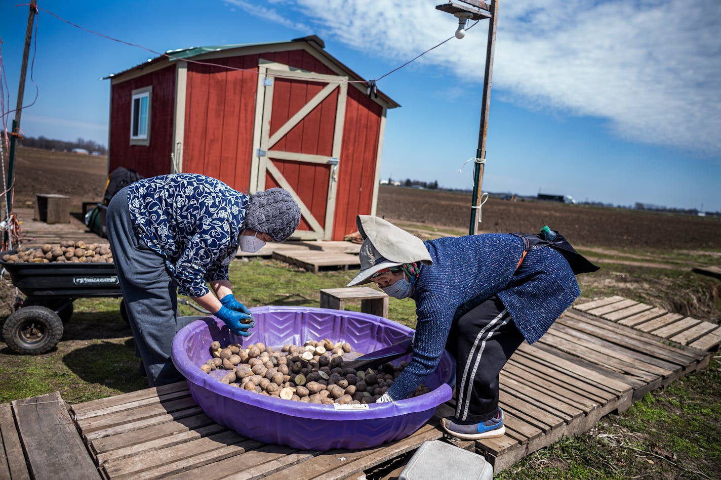 Mi Hang and Neng Hang sorted out some potatoes to plant at the 160-acre HAFA-owned farm in Coates, Minn. The farm is a key supplier to farmers markets in the Twin Cities.