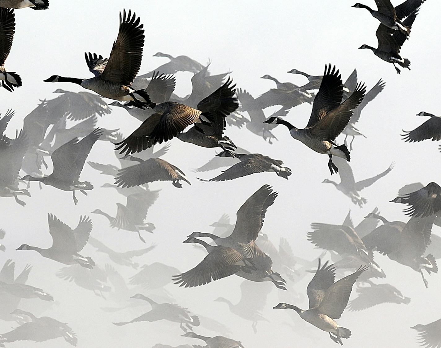 Canada geese take flight through the foggy air near the Manitowoc Public Utilities' warm water discharge on Lake Michigan in Manitowoc, Wis., Thursday, Jan. 24, 2008. Temperatures along the Lakeshore area topped out in the single digits Thursday, but are expected to rise into the low 30s by the end of the weekend. (AP Photo/Herald Times Reporter, Eric Young) ORG XMIT: WIMAN101