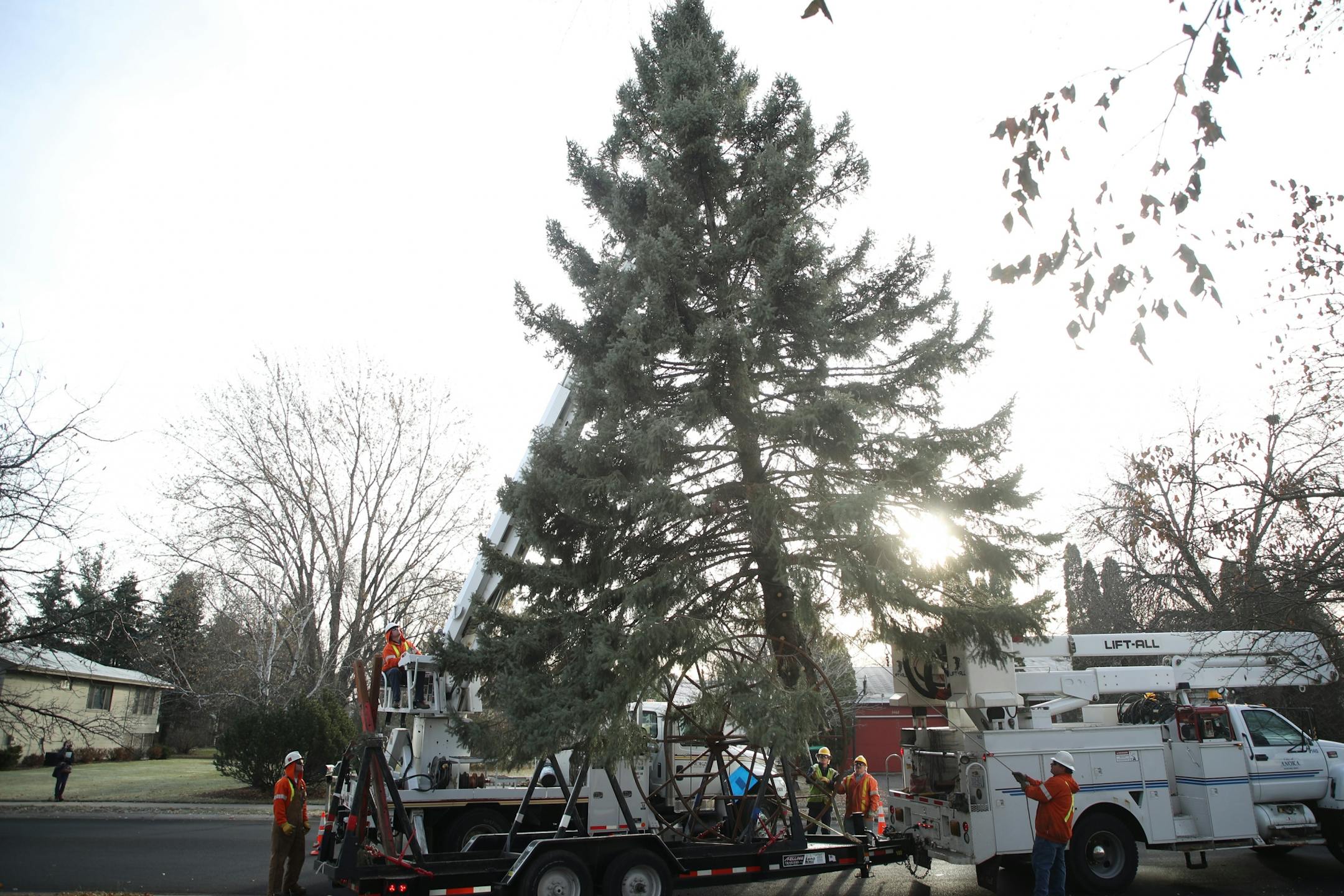 Anoka city crews removed a 44-foot Black Hills spruce tree from Bob Brass yard Monday November 20, 2017 in Anoka, MN. The tree will serve as this years Christmas tree and will be placed in front of City Hall.