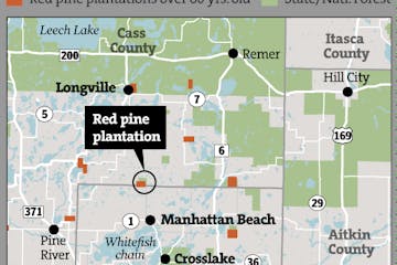 Clear-cutting red pine plantations in Minnesota