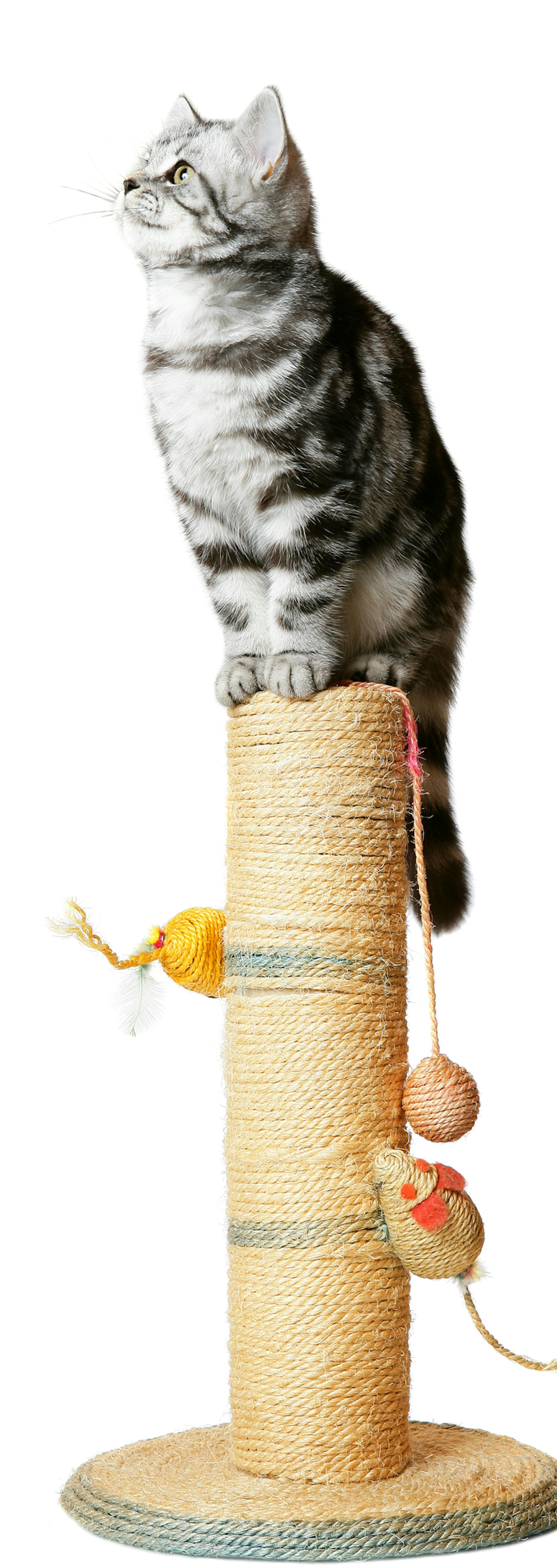 A DSLR photo of a pretty kitten (british shorthair) sitting on a scratching post. Isolated on a white background.