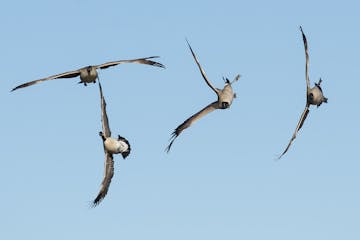 Four Canada geese whiffle in the air.