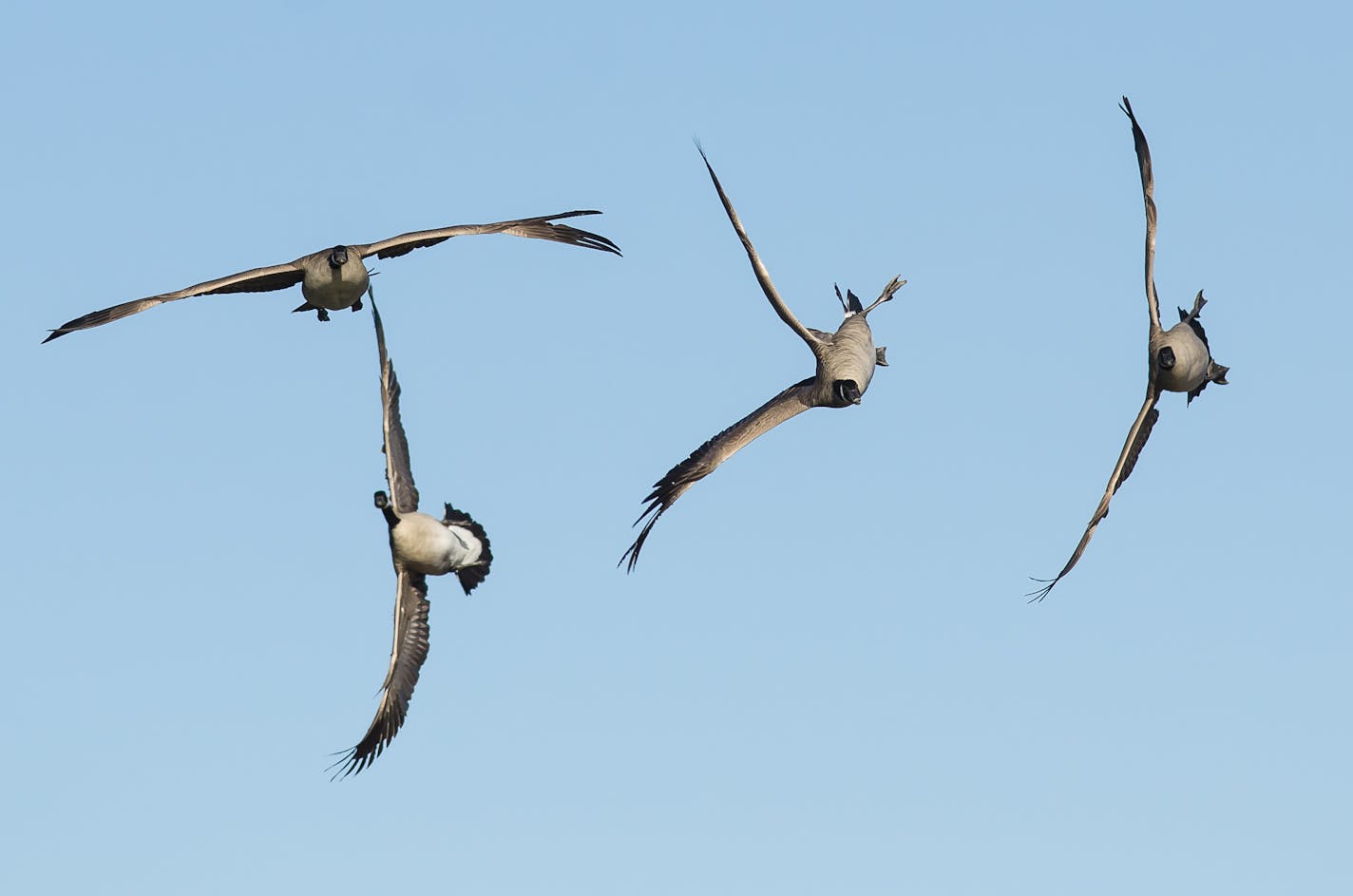 Four Canada geese whiffle in the air.