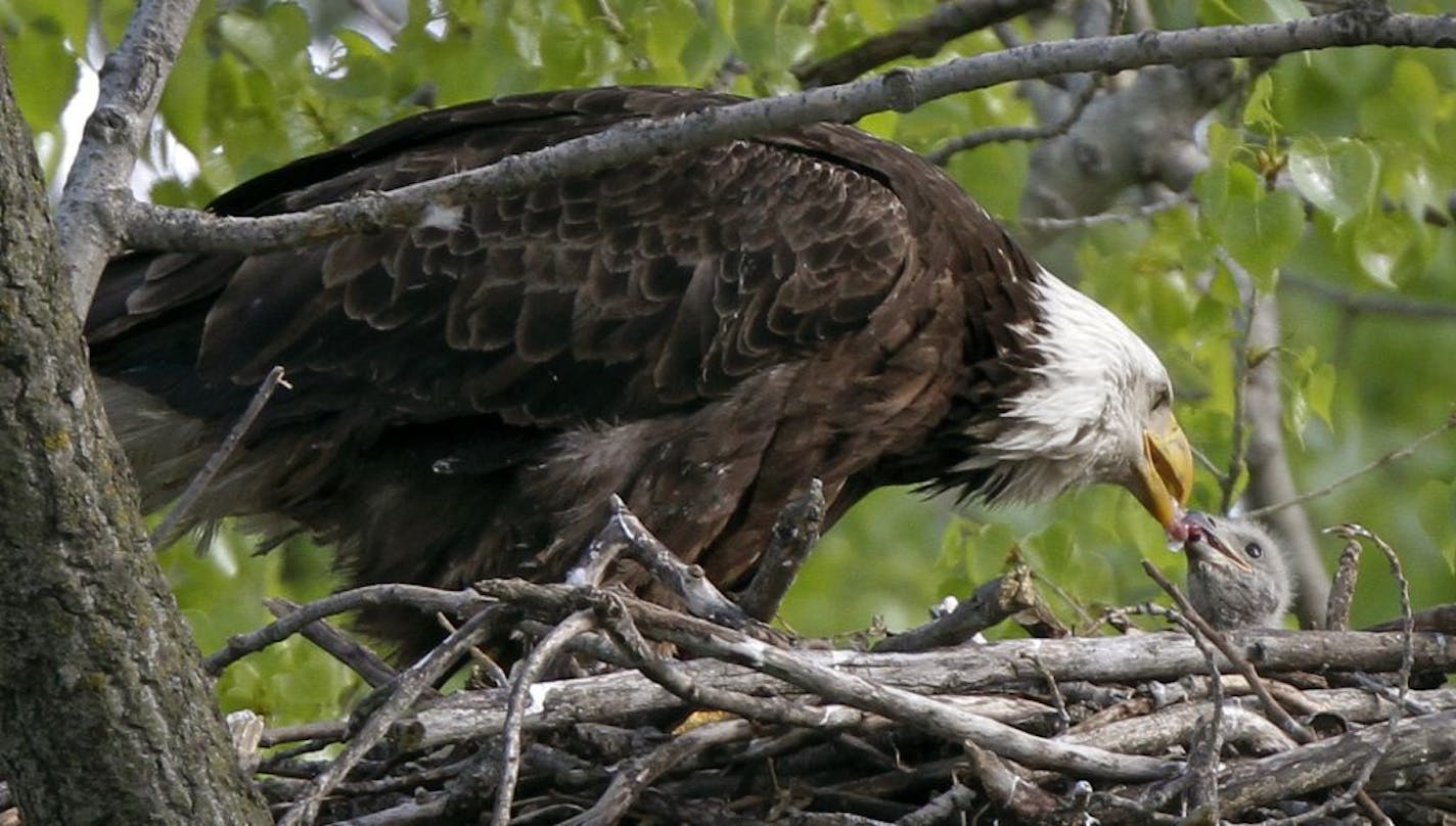 An American bald eagle feeds its young.