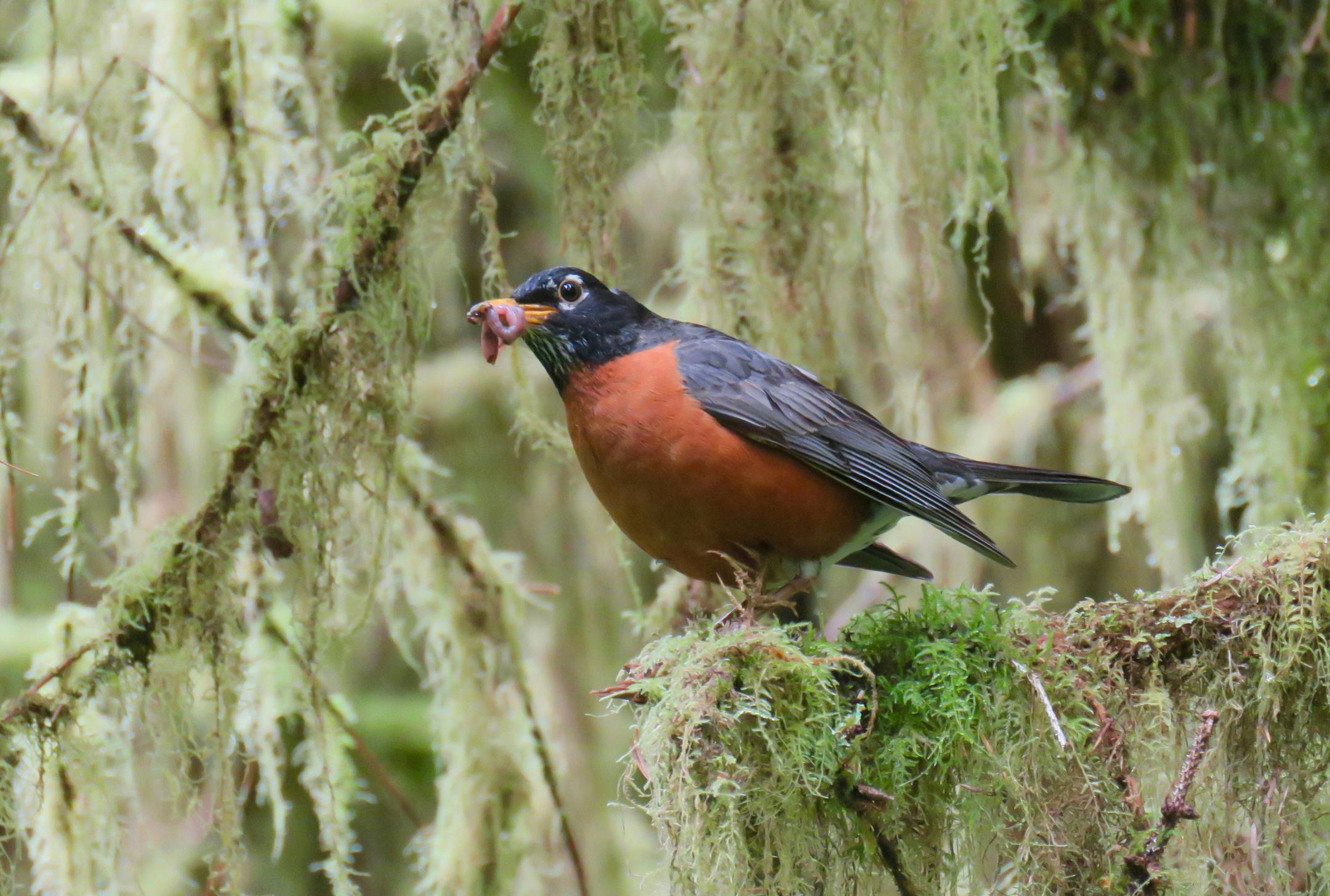 Lisa Meyers McClintick * Special to the Star Tribune Olympic National Parkís aptly named Hall of Mosses Trail draws hikers into a verdant green wonderland.