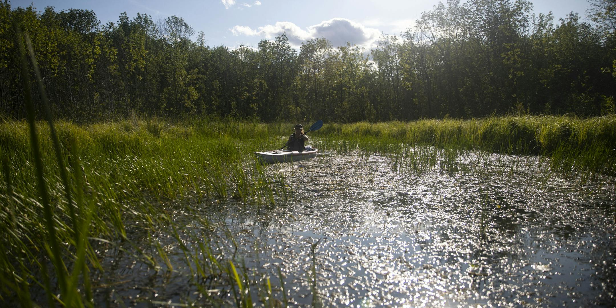 Wild Rice Monitor Katie Marsaa moved through a small bay filled with patches of wild rice in the estuary on Thursday afternoon. ALEX KORMANN • alex.kormann@startribune.com The St. Louis River Alliance is working hard to keep stands of wild rice healthy in the estuary near Duluth. Canadian Geese love to eat the wild rice once it's bloomed which destroys it throughout the estuary. Members of the St. Louis River Alliance work to deter geese away from the rice in as gentle a way as possible.