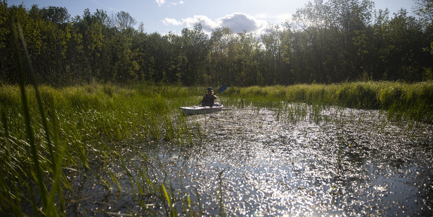 Wild Rice Monitor Katie Marsaa moved through a small bay filled with patches of wild rice in the estuary on Thursday afternoon. ALEX KORMANN &#x2022; alex.kormann@startribune.com The St. Louis River Alliance is working hard to keep stands of wild rice healthy in the estuary near Duluth. Canadian Geese love to eat the wild rice once it's bloomed which destroys it throughout the estuary. Members of the St. Louis River Alliance work to deter geese away from the rice in as gentle a way as possible.