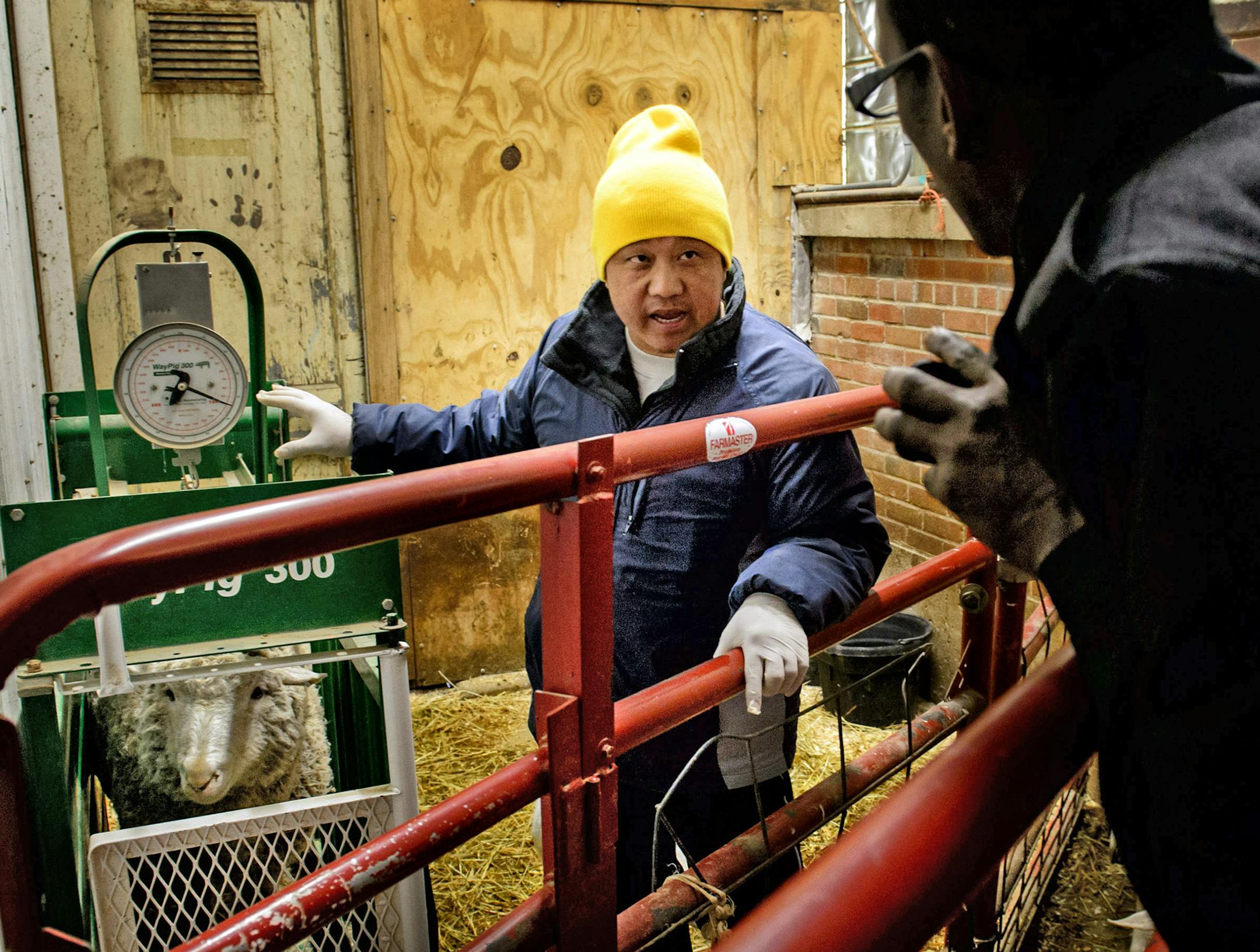 Owner Pao Yang weighed the sheep and goat, then negotiated the price.