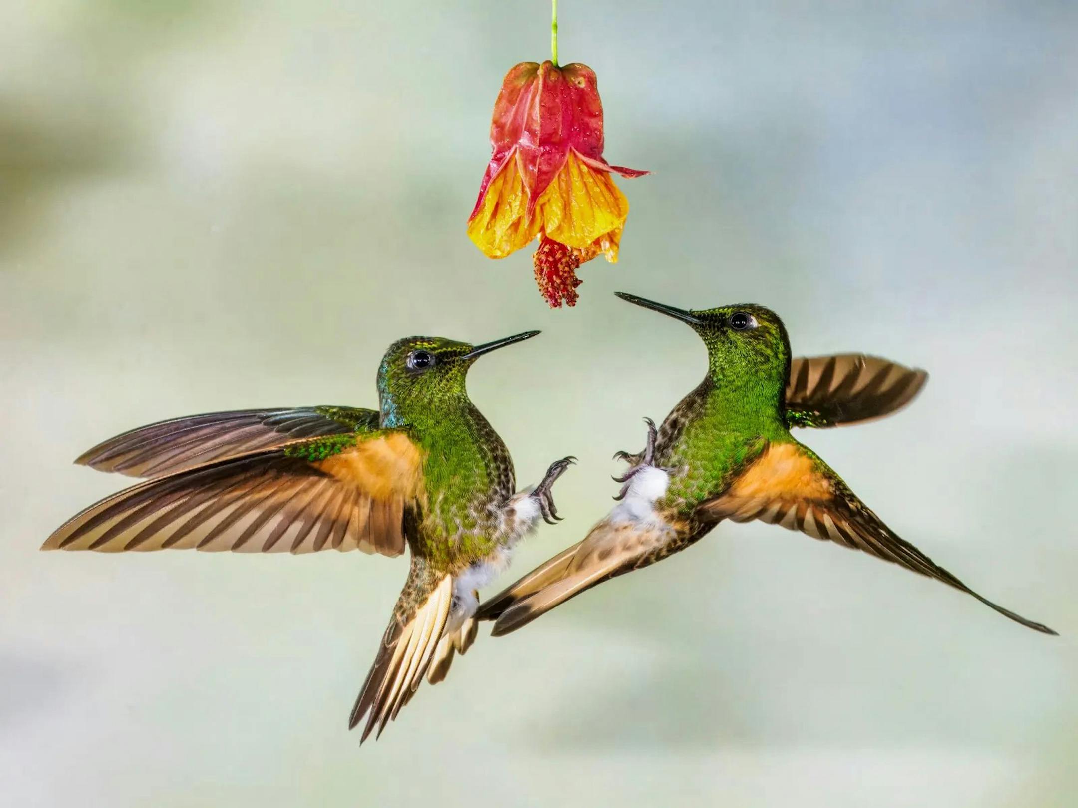 Two hummingbirds face off immediately below a very small red hummingbird feeder, tails nearly touching as they hover face-to-face.