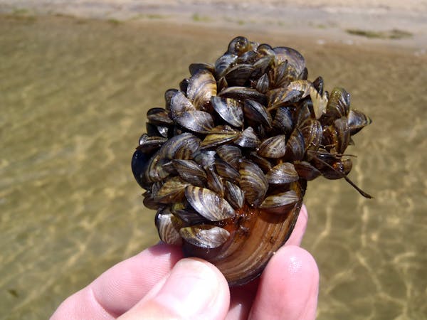 A cluster of zebra mussels.