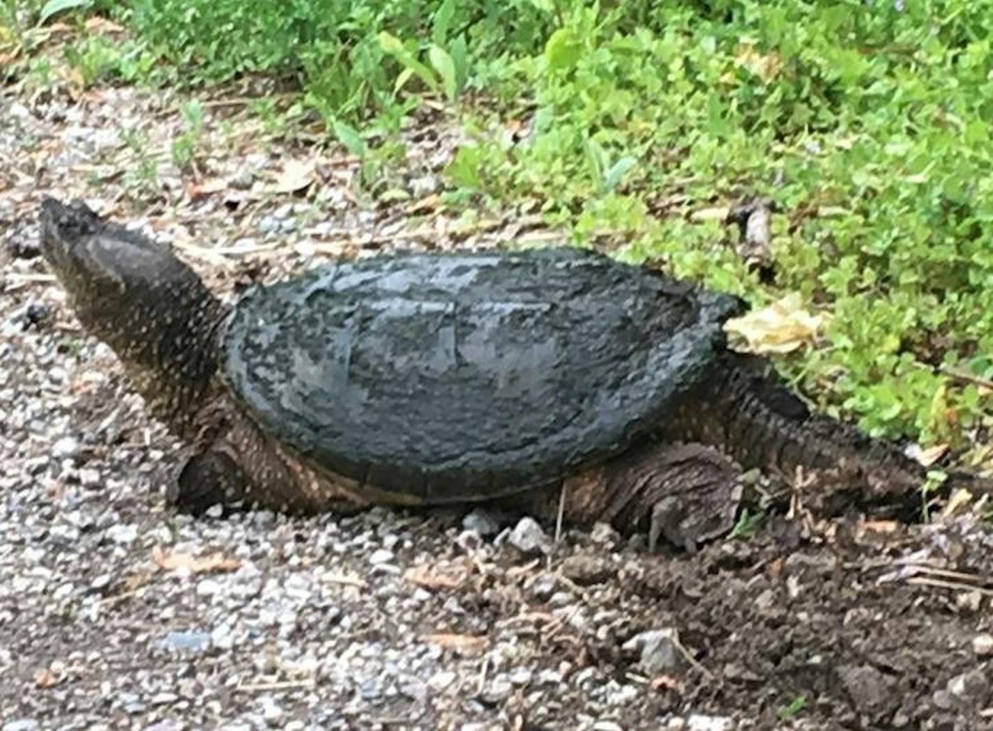 Only 20% of snapping turtle eggs survive because of predators and other disturbances, the author writes. At Roberts Bird Sanctuary in Minneapolis, this snapping turtle tried to dig a hole to lay eggs near a road that runs through the sanctuary but couldn't penetrate the several layers of rock and gravel.