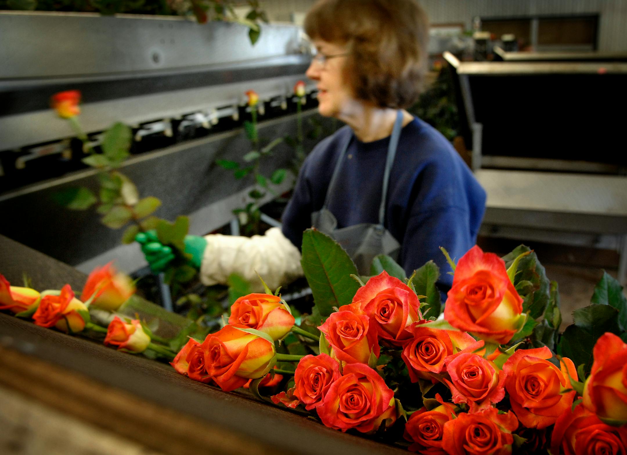 Claire Holmquist inspected and graded long-stem Utopia roses at Len Busch Roses in Plymouth on Wednesday. Len Busch Roses is the only fresh flower producer in the upper Midwest