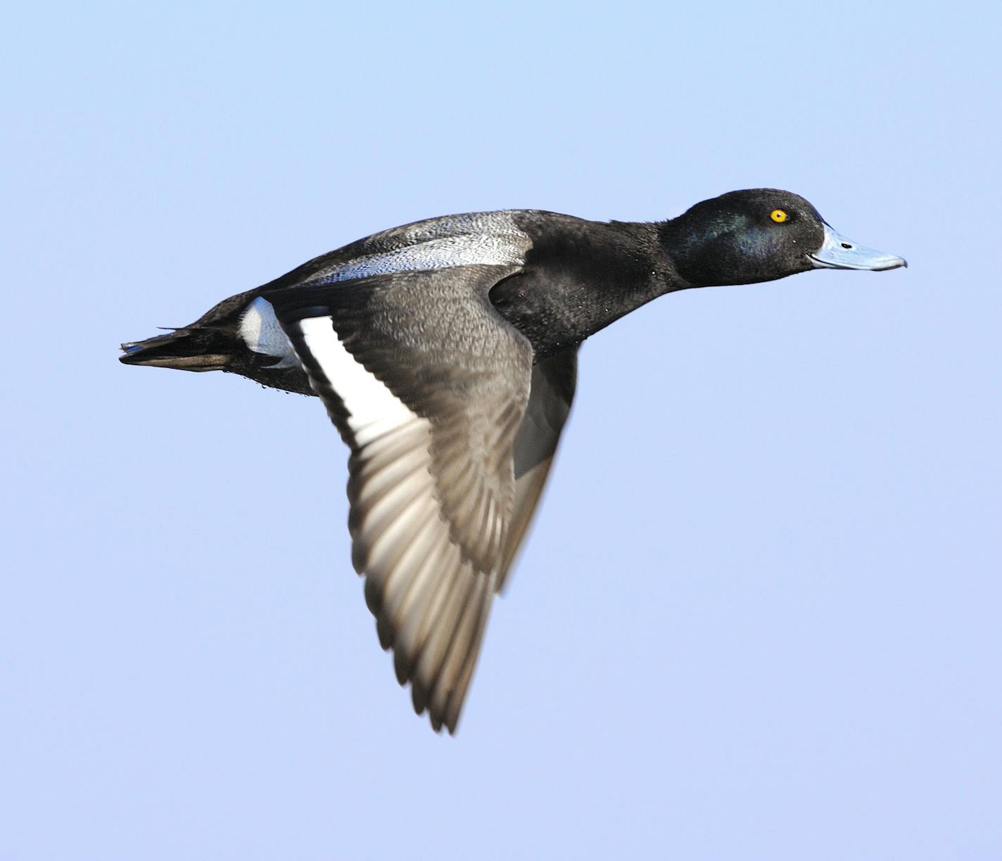 A lesser scaup, or bluebill, drake in flight against a blue sky. Unlike the ringnecked duck, the bluebill has no ring around its bill. Also, the speculum on the bluebill's wing is white, whereas the similar looking ringnecked duck has a gray speculum.