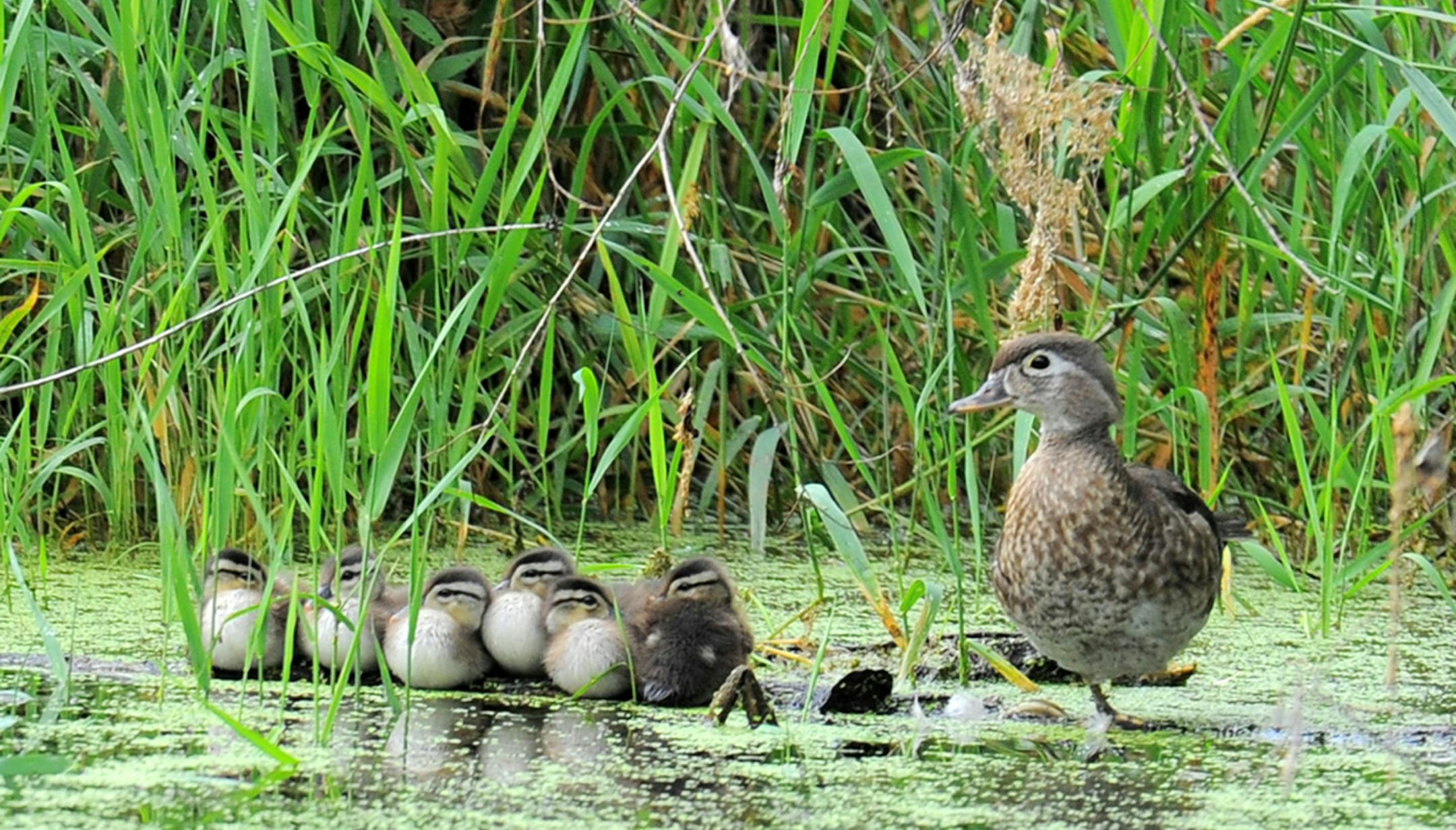 Credit: Jim Williams In Focus: A wood duck and its young