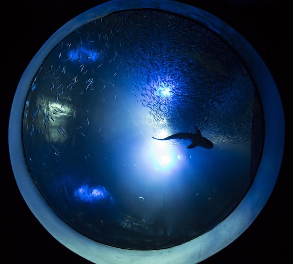 Seen from below, the "Bait Ball" is a basement-to-second-floor, see-through aquatic sheath in which thousands of herring share space with sharks. (Aar