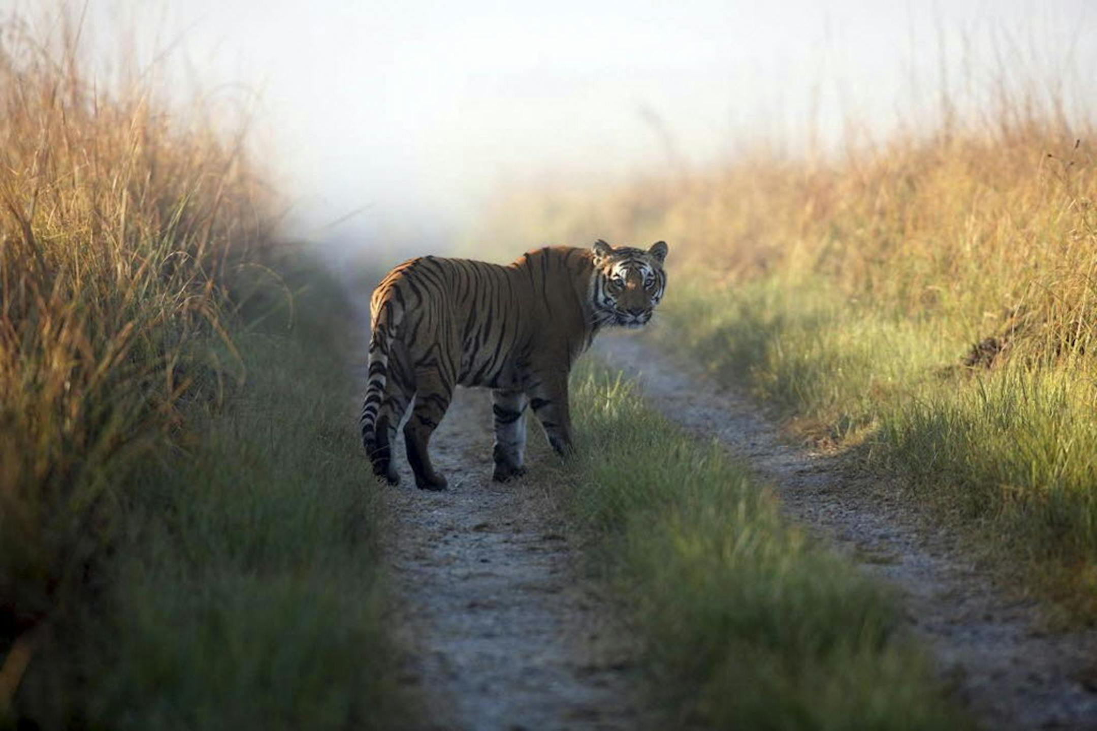 This undated file photo released by Corbett Tiger Reserve, shows a tiger at the reserve in the northern Indian state of Uttarakhand. Forest officials said another tiger who strayed from the park killed its 10th human victim in six weeks Sunday, Feb. 9, 2014.