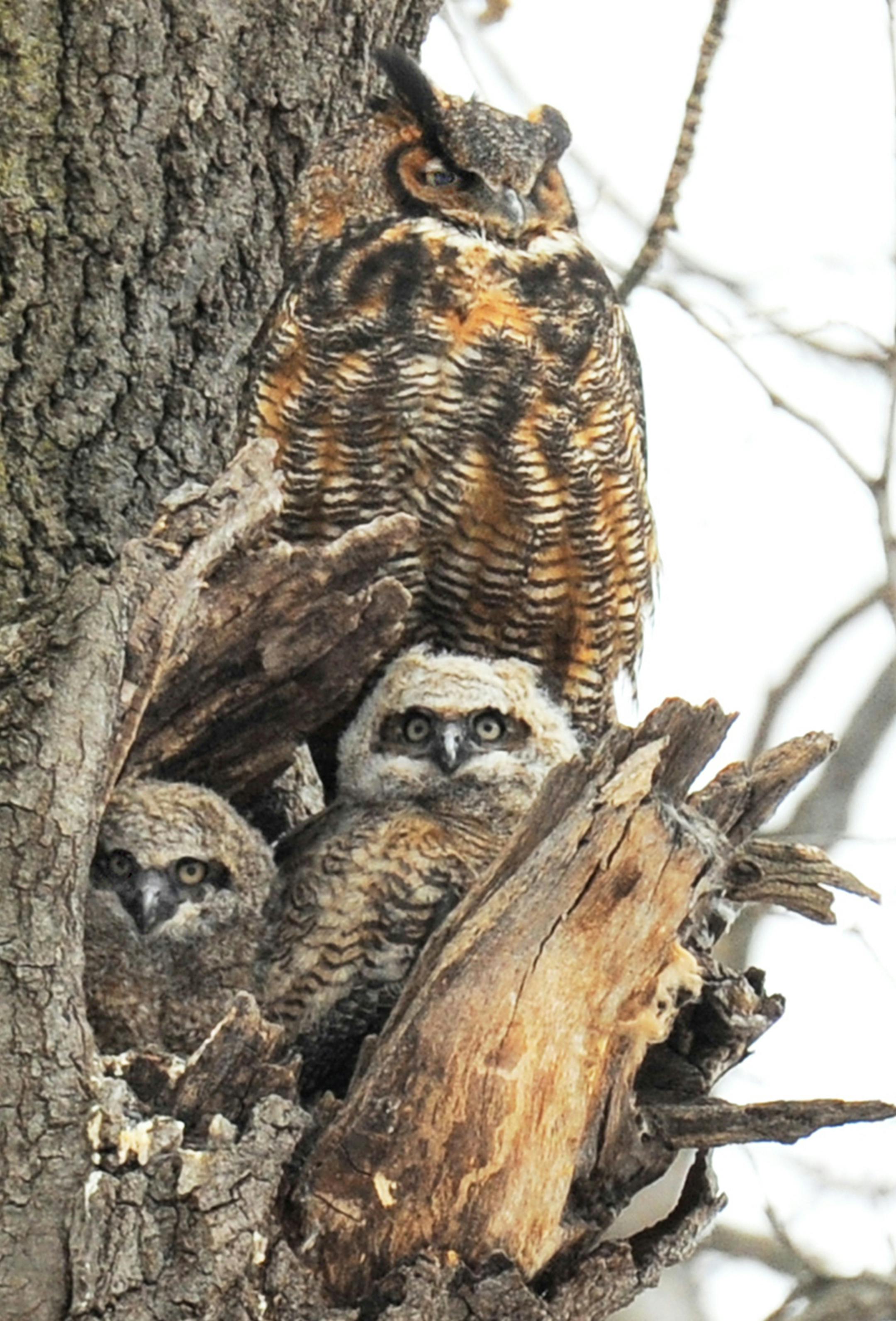A parent owl guards its two chicks in their tree-snag nest.
Jim Williams photo