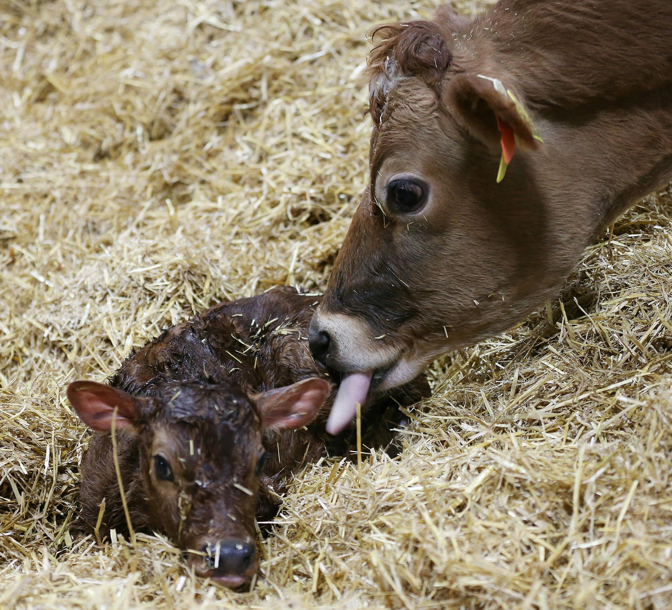 The Dairy Education Center offers the unique opportunity for U vet students to practice clinical medicine and gain experience in the day-to-day activities of a large dairy.