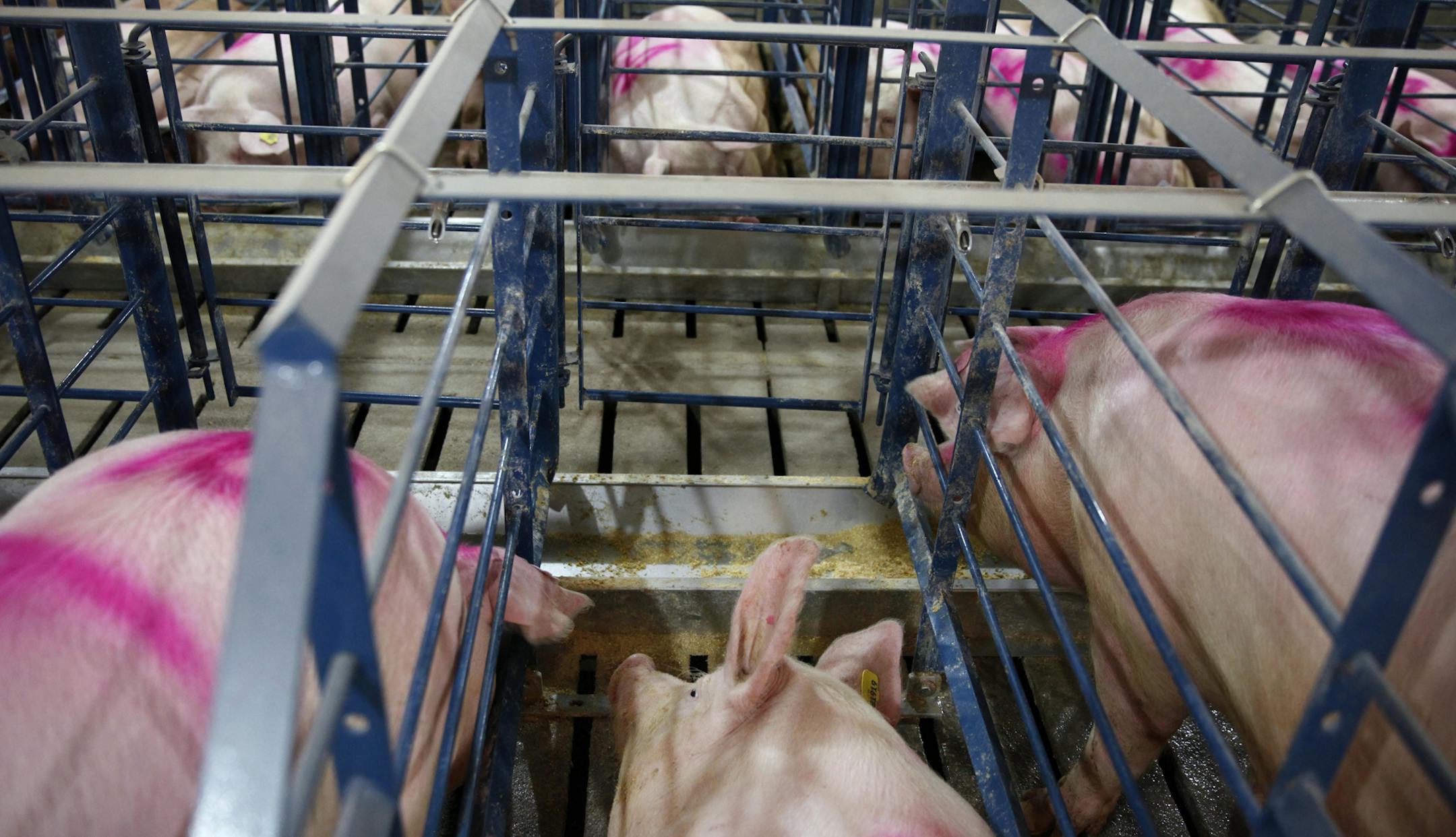 About 80 percent of sows in the entire U.S. hog industry spend most of their lives in tight stalls.At the Cargill pig farm in Dalhart, Texas, pregnant sows are still housed in such crates to prevent the jostling that could cause embryo loss when pigs interact in group housing.
.]richard.tsong-taatarii/rtsong-taatarii@startribune.com