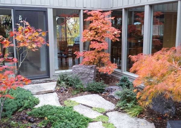 The atrium garden in autumn with Japanese maples in full color.