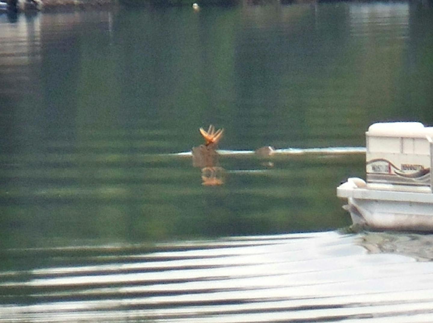 This photo taken by a bystander is included in an incident report alleging that a boater on Tulaby Lake in Minnesota harassed a deer until it drowned.