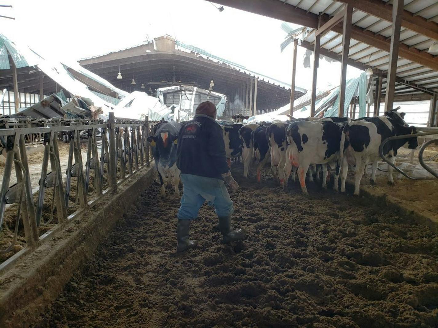 A year ago, a blizzard collapsed the Hoffman family's barn in Chatfield, Minn., killing several cows and nearly driving a century-old family farm out of business. Today, the Hoffmans have a new barn, a new herd and a new appreciation for the friends and neighbors who helped them through. Photo credit: Danielle Hoffman