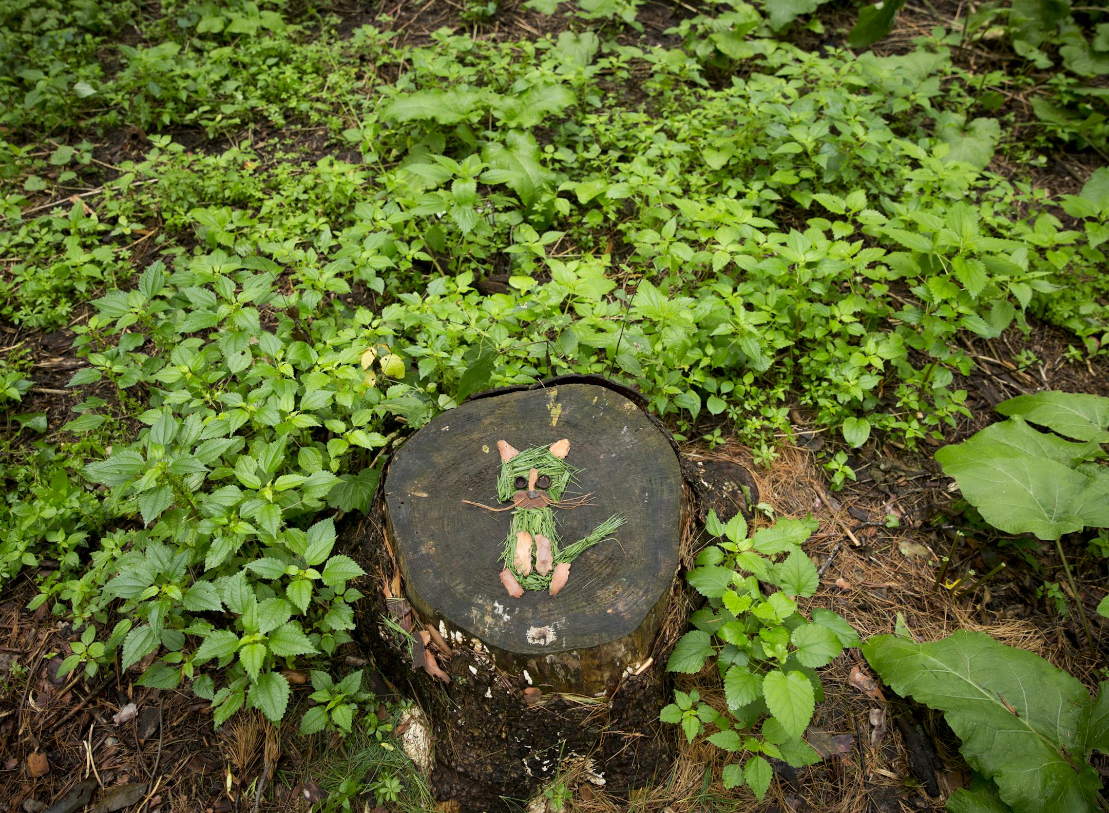 Chelsey Bahe used a tree stump to layout an image of a cat out of grass, sticks, bark and other tidbits she found in nature on a walk at Westwood Hills Nature Center in St. Louis Park, Minn., on August 30, 2016. ] RENEE JONES SCHNEIDER • renee.jones@startribune.com