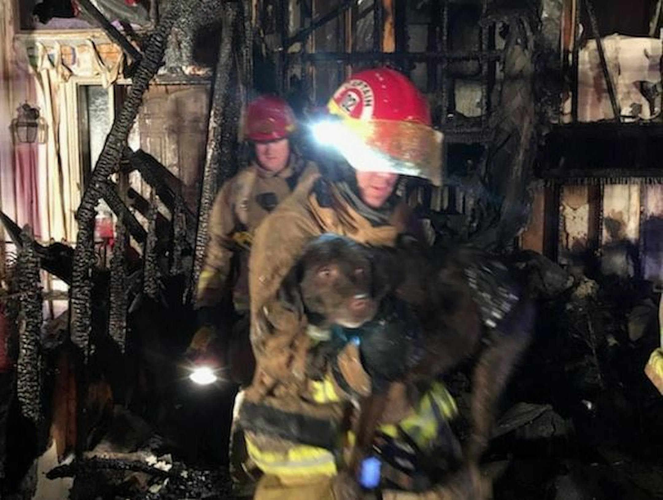 This dog was one of three rescued from a burning home Saturday night in Forest Lake. Credit: Forest Lake Fire and Rescue