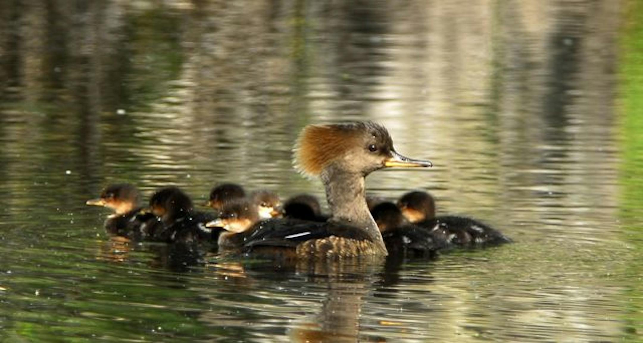Hooded merganser family