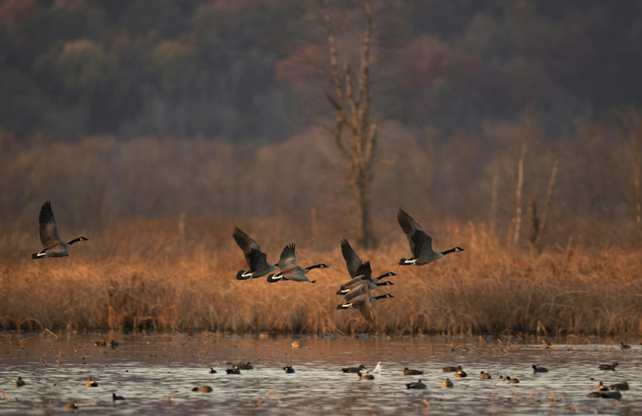 Some Canada Geese took off from the water near the Pine Creek Dike as the sun fell. ] JEFF WHEELER • jeff.wheeler@startribune.com Trempealeau National Wildlife Refuge, established in 1936, was set aside as a resting and breeding ground for migratory birds and other wildlife. The refuge contains over 6,226 acres of rolling prairies, wetlands, and bottomland forests. The refuge, in Trempealeau, WI, was photographed Thursday afternoon, November 1, 2018.