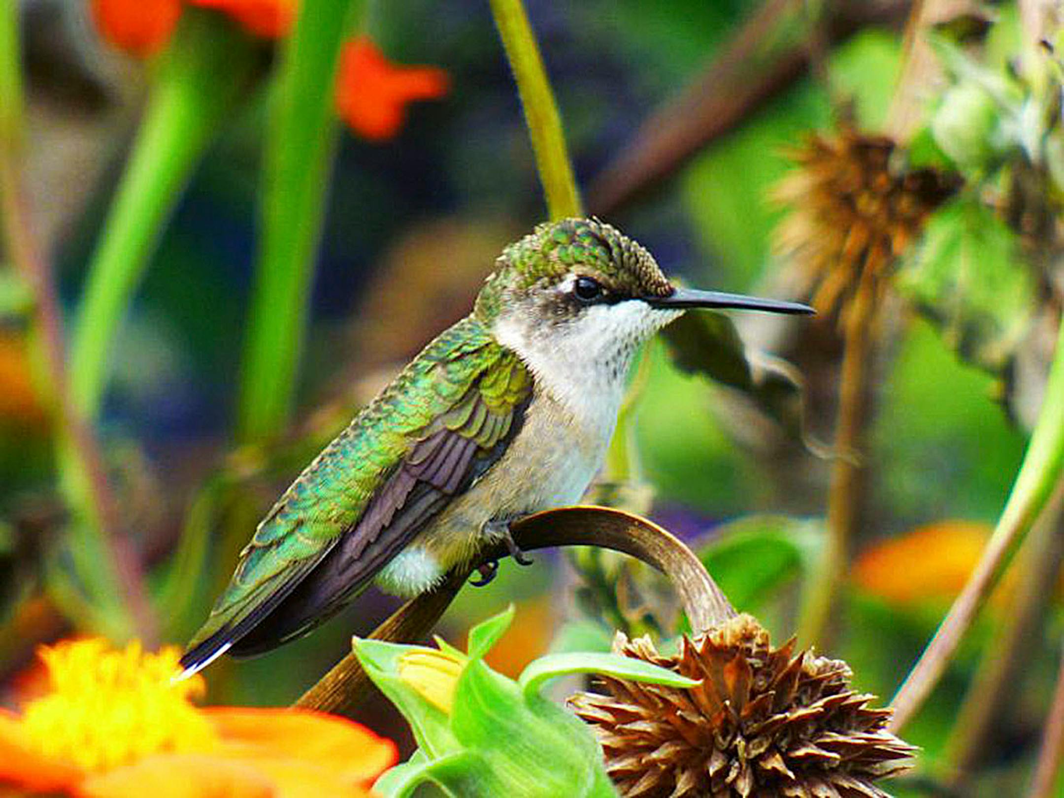 The amazing flowers of this garden have brought in many migrating birds and butterflies, but it's the huge amount of hummingbirds that makes it so special. A grateful thank you to Teresa Burton, the master gardener, and all of the Minneapolis Park Board employees that make this garden extraordinary. When the hummingbirds arrive, each piece of the garden will
be claimed by a hummingbird that will post in that area. It will then chase out any other hummingbirds, butterflies, or bees that fly into