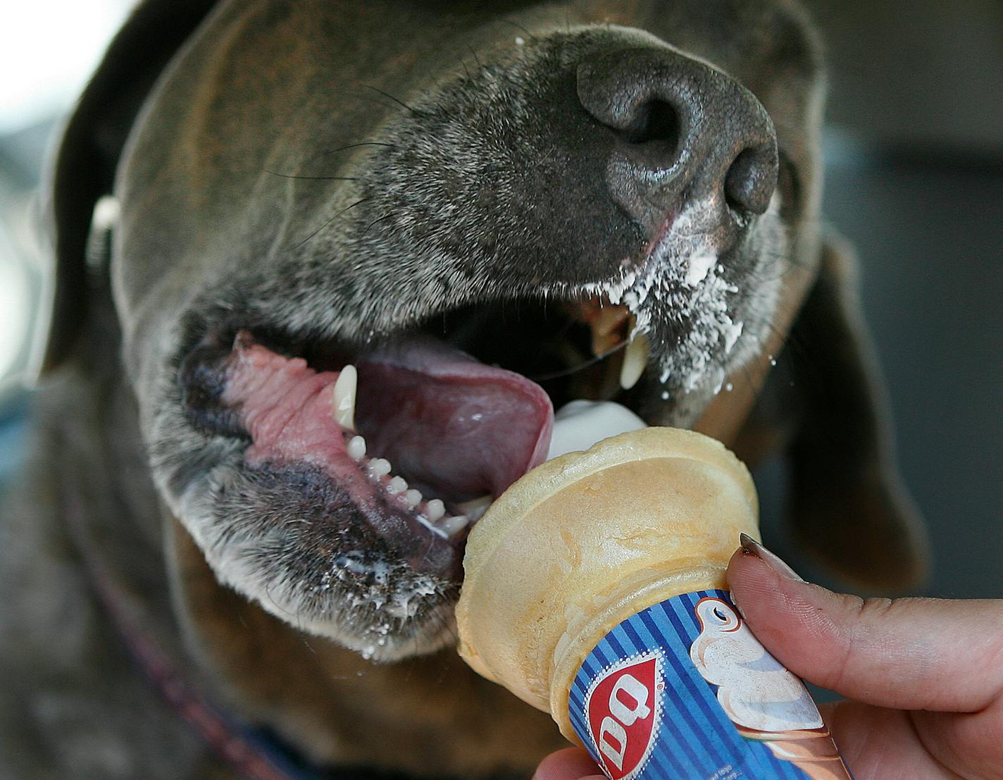 JERRY HOLT ïjgholt@startribune.com 7/15/2000 hot weather photo-----With Saturdayís temps reaching near 100 degrees Serrianna Likness of Brooklyn Center treats her friends dog ìNapoleonî to a scoop of vanilla ice cream. The 7-year old bullmastiff finished off the cone quickly before it melted in the hot Twin Cities air.