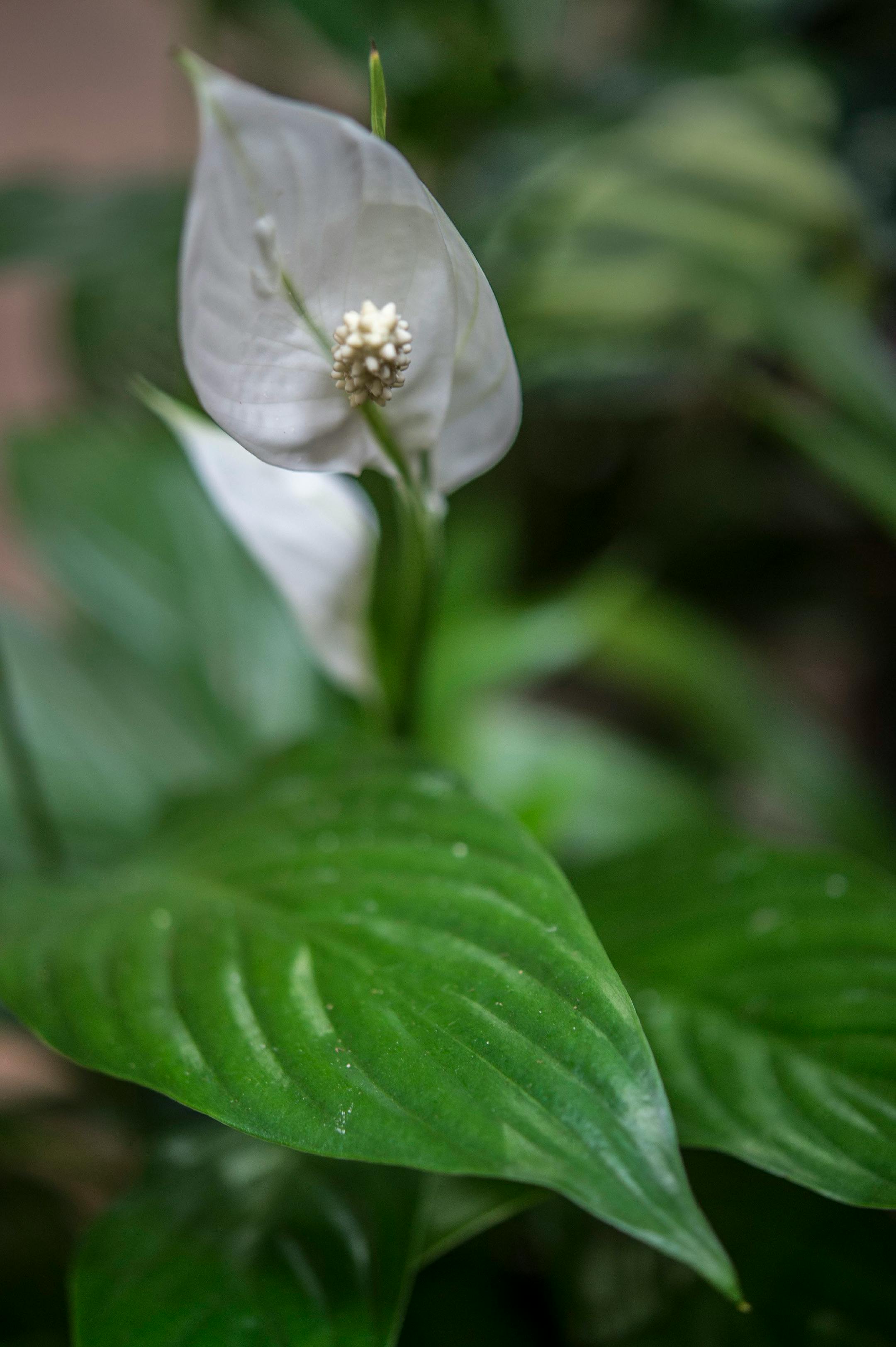 Peace lily.