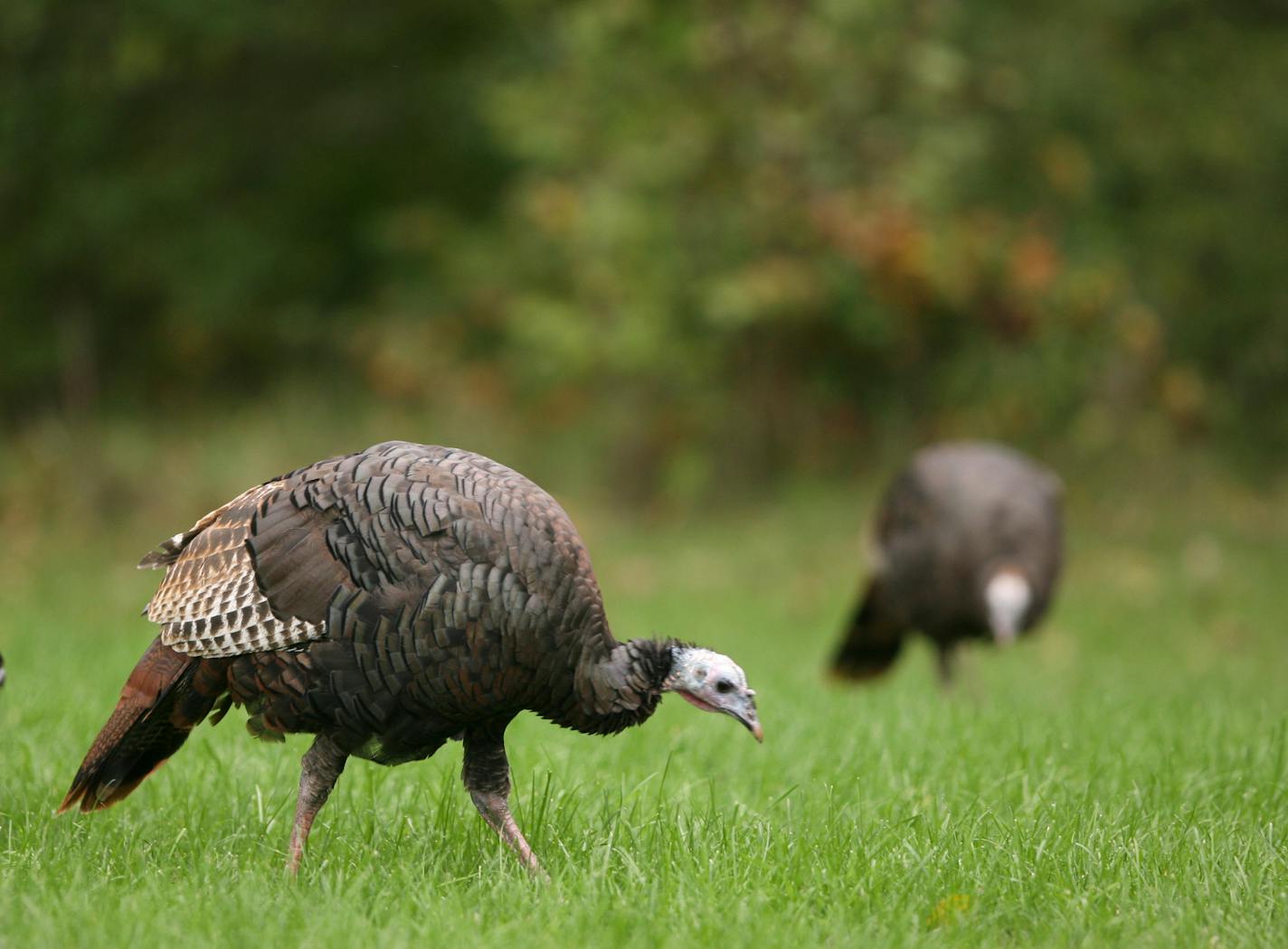 Wild turkeys foraged for food at Hyland Lake Park Reserve in 2007.